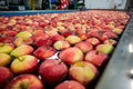 Fruit processing factory. Industrial apple cleaning process on a water conveyor belt. Fruit washing and sorting Royalty Free Stock Photo
