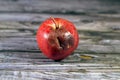 An apple fruit with mold, mould is one of the structures that certain fungi can form, formation of spores containing fungal