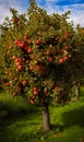 Apple fruit tree in garden. Ripe fruit organic plant. Generative AI