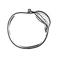 Apple fruit vector illustration. Engraved organic food hand drawn illustration. Black white apple isolated on white background.