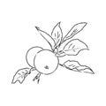 Apple fruit vector illustration. Engraved organic food hand drawn sketch engraving illustration. Black white apple Royalty Free Stock Photo