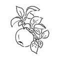 Apple fruit vector illustration. Engraved organic food hand drawn sketch engraving illustration. Black white apple Royalty Free Stock Photo