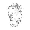 Apple fruit vector illustration. Engraved organic food hand drawn sketch engraving illustration. Black white apple Royalty Free Stock Photo
