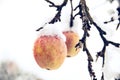 Apple fruits hanging on the tree with snow, climate change and winter season Royalty Free Stock Photo