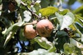 Apple fruits infected by fungal disease Monilia fructigena or brown fruit rot