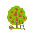 Apple fruits tree. Orchard garden harvest. Ladder and basket. Vector agriculture. Royalty Free Stock Photo