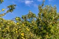 Apple fruits in a tree