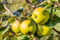 Apple fruits in a tree Royalty Free Stock Photo