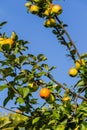 Apple fruits in a tree Royalty Free Stock Photo