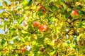 Apple fruits in a tree Royalty Free Stock Photo