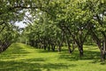 Apple garden