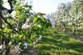 Apple garden blossom