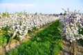 Apple garden blossom