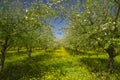 Apple garden blossom