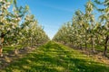 Apple garden blossom