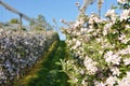 Apple garden blossom