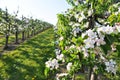 Apple garden blossom