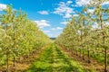 Apple garden blossom in spring