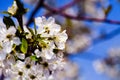 Apple garden, blossom on tree. Flowering orchard in spring time. Seasonal background. Flowering orchard in spring time. Scenic Royalty Free Stock Photo