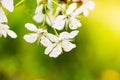 Apple garden, blossom on tree. Flowering orchard in spring time. Seasonal background. Flowering orchard in spring time. Scenic Royalty Free Stock Photo