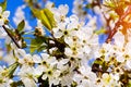 Apple garden, blossom on tree. Flowering orchard in spring time. Seasonal background. Flowering orchard in spring time. Scenic Royalty Free Stock Photo