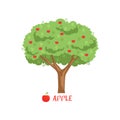 Apple garden fruit tree with red apples and name vector Illustration