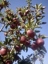 Apple in a garden at Himachalpradesh Royalty Free Stock Photo
