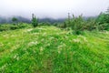 Apple garden nature background rainy day. Gardening and harvesting. Fall apple crops organic natural fruits