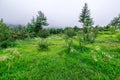 Apple garden nature background rainy day. Gardening and harvesting. Fall apple crops organic natural fruits