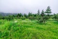 Apple garden nature background rainy day. Gardening and harvesting. Fall apple crops organic natural fruits
