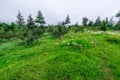 Apple garden nature background rainy day. Gardening and harvesting. Fall apple crops organic natural fruits