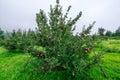 Apple garden nature background rainy day. Gardening and harvesting. Fall apple crops organic natural fruits