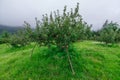 Apple garden nature background rainy day. Gardening and harvesting. Fall apple crops organic natural fruits