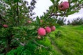 Apple garden nature background rainy day. Gardening and harvesting. Fall apple crops organic natural fruits