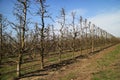 Apple garden in the spring Royalty Free Stock Photo