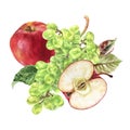 Apple and Grapes. Watercolor botanical illustration of Fruit. Hand drawn food isolated on white background. Plant Royalty Free Stock Photo