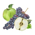 Apple and Grapes. Watercolor botanical illustration of green and purple Fruit. Hand drawn food isolated on white Royalty Free Stock Photo