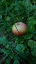 an apple in the grass Royalty Free Stock Photo