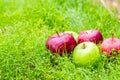 An apple is on the green grass in the morning.