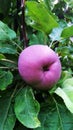 Apple with green leaves on a tree branch.