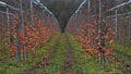 Apple grove during muddy warm winter season in central Europe, with some apples still present on naked apple trees.