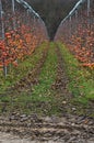 Apple grove during muddy warm winter season in central Europe, with some apples still present on naked apple trees.