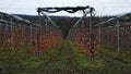 Apple grove during muddy warm winter season in central Europe, with some apples still present on naked apple trees.