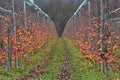 Apple grove during muddy warm winter season in central Europe, with some apples still present on naked apple trees.