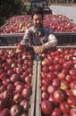 Apple grower