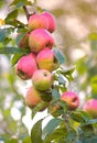 Apple, growth and tree of fruit with leaves outdoor in farm, garden or orchard in agriculture or nature. Organic, food Royalty Free Stock Photo