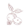 Apple half with leaves realistic hand drawn vector illustration. Raw fruit with seeds inside isolated clipart on white