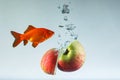 Apple halves falling in the water with air bubbles and a goldfish