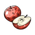 Apple hand drawn colorful engraving style. Fruit vector illustration.