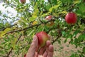 An apple in the hand that has just been picked and the apple tree in the background